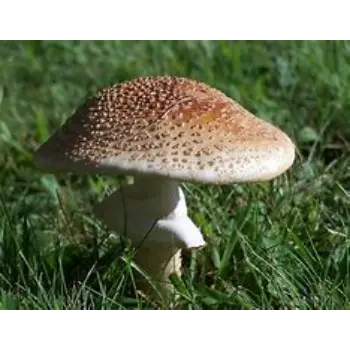 Mushroom