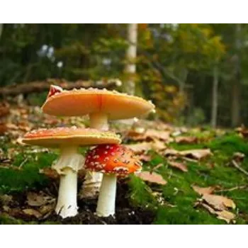Mushroom