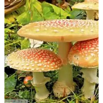 Mushroom