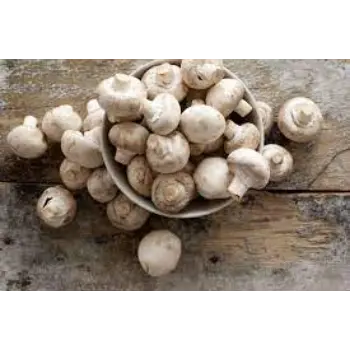Common Fresh Mushroom
