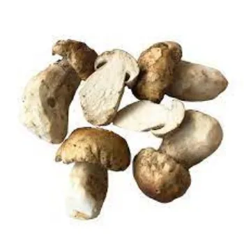 Organic Fresh Mushroom