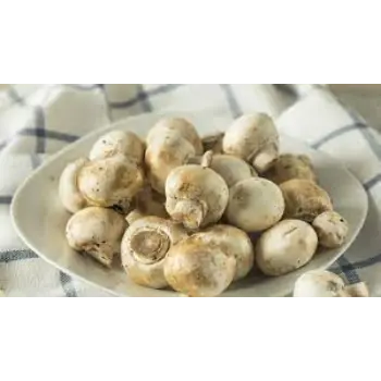Common Mushroom