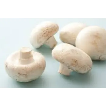 Common Fresh Mushroom