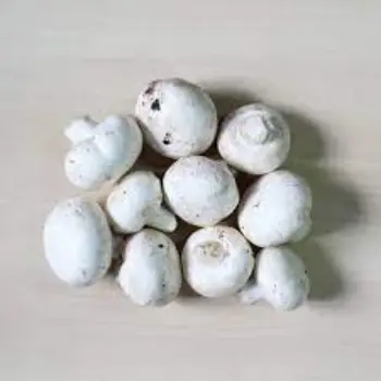 Common Mushroom