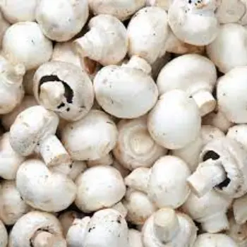 Common Fresh Mushroom