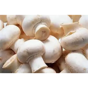 Natural Fresh Mushroom