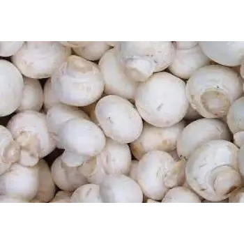 Common Fresh Mushroom