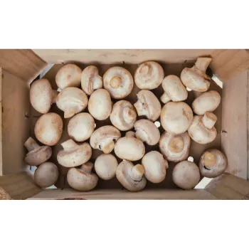 Fresh Mushroom