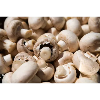 Organic Mushroom