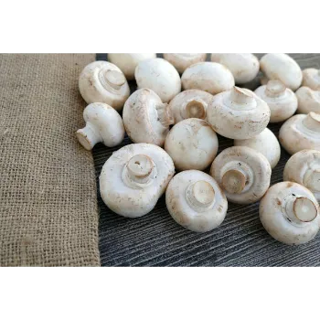 Fresh Mushroom