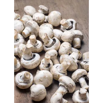 Natural Mushroom