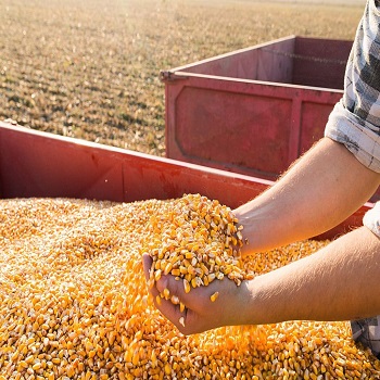 Maize Seeds Exporter