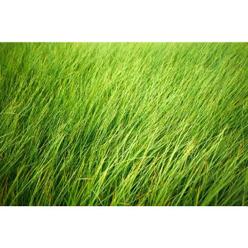 green Natural Grass