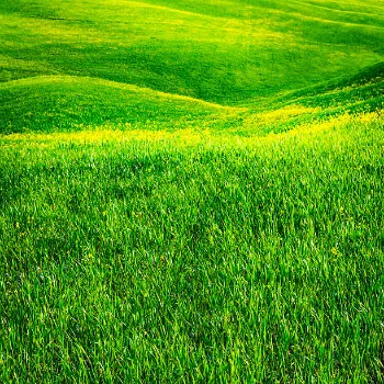 Natural Natural Grass