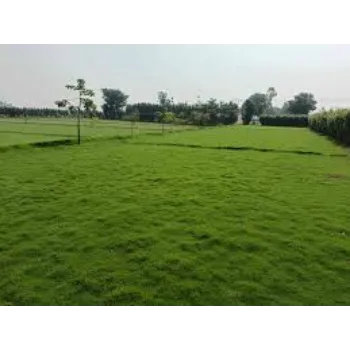 Roshni Agri forestry Natural Grass