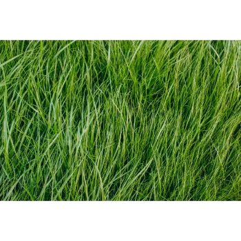 Natural Grass