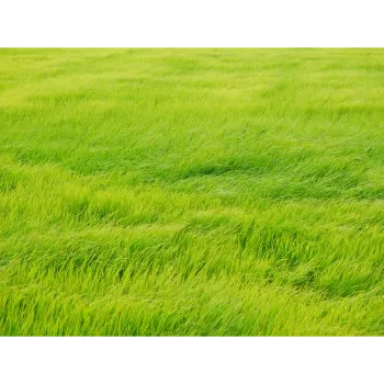 GREEN Natural Grass