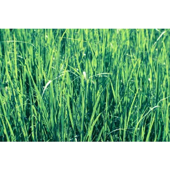 Natural Grass