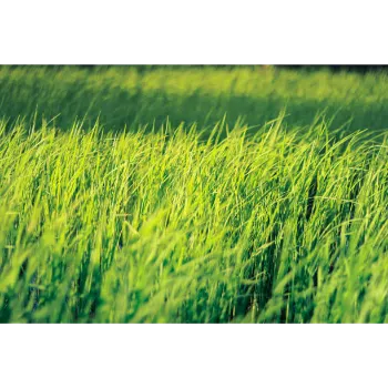 Natural Grass