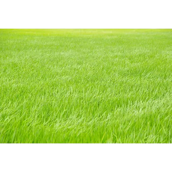 Organic Natural Grass