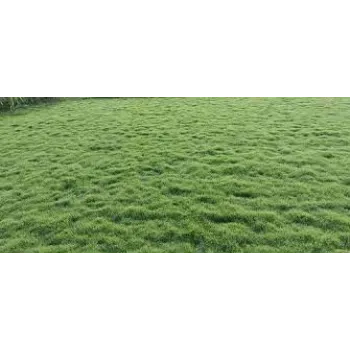Rare Natural Grass