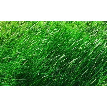 Natural Grass
