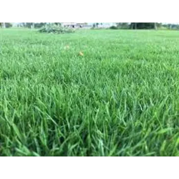 Fresh  Natural Grass
