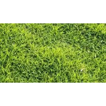 Common Natural Grass