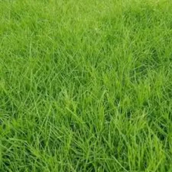 Natural Natural Grass