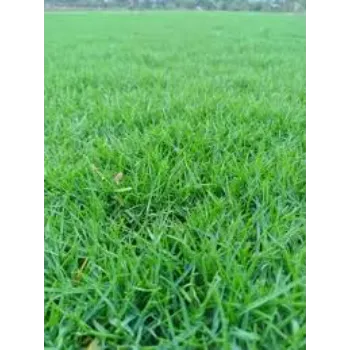 Natural Natural Grass