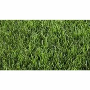  Natural Grass