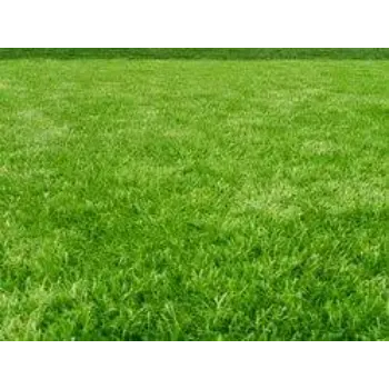 Natural  Natural Grass
