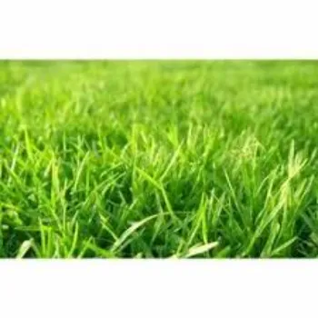 Natural Natural Grass