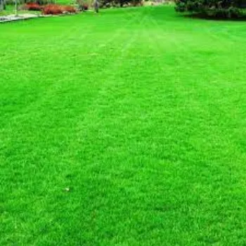 Natural Organic Grass