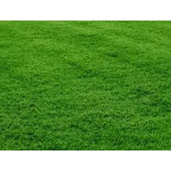 Common Natural Grass