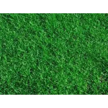 Common Natural Grass