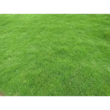 Organic Natural Grass