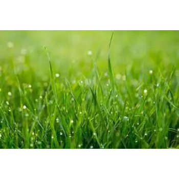 Natural Organic Grass