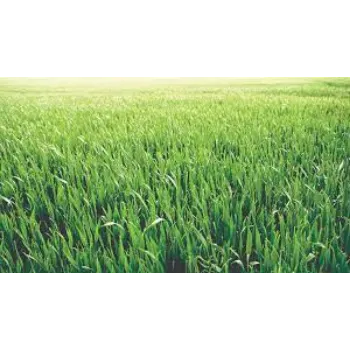 Organic Natural Grass