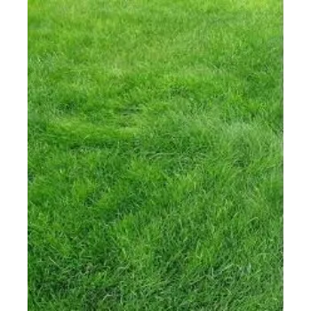 Common Natural Grass