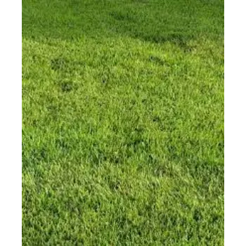 Common Natural Grass