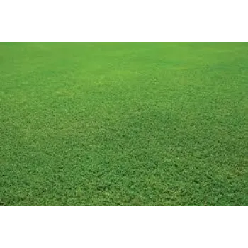 Natural Grass