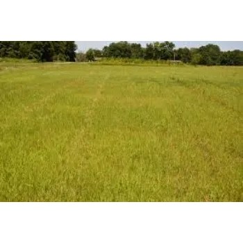 Fresh Natural Grass