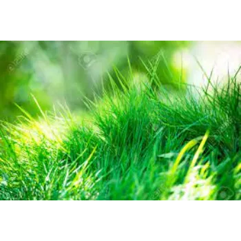 Natural Grass