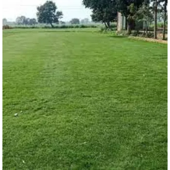 Organic Natural Grass