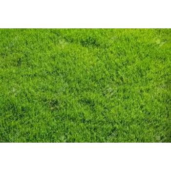 Common Natural Grass