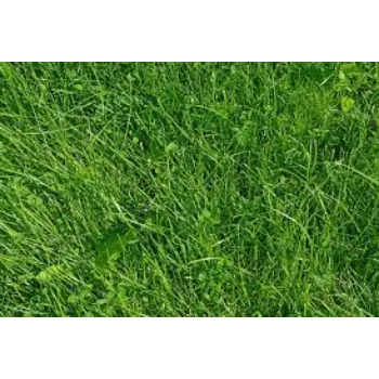 Organic Natural Grass