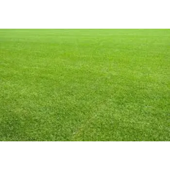 Natural Grass