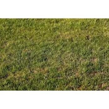 Organic Natural Grass