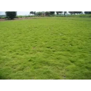 Organic Natural Grass